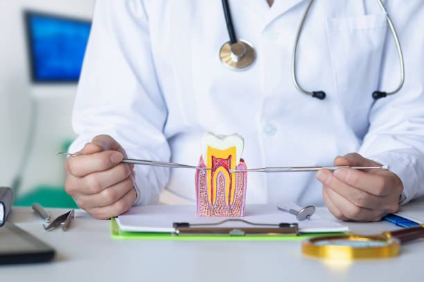 Best Emergency Dental Services for Seniors in Olympia Heights, FL
